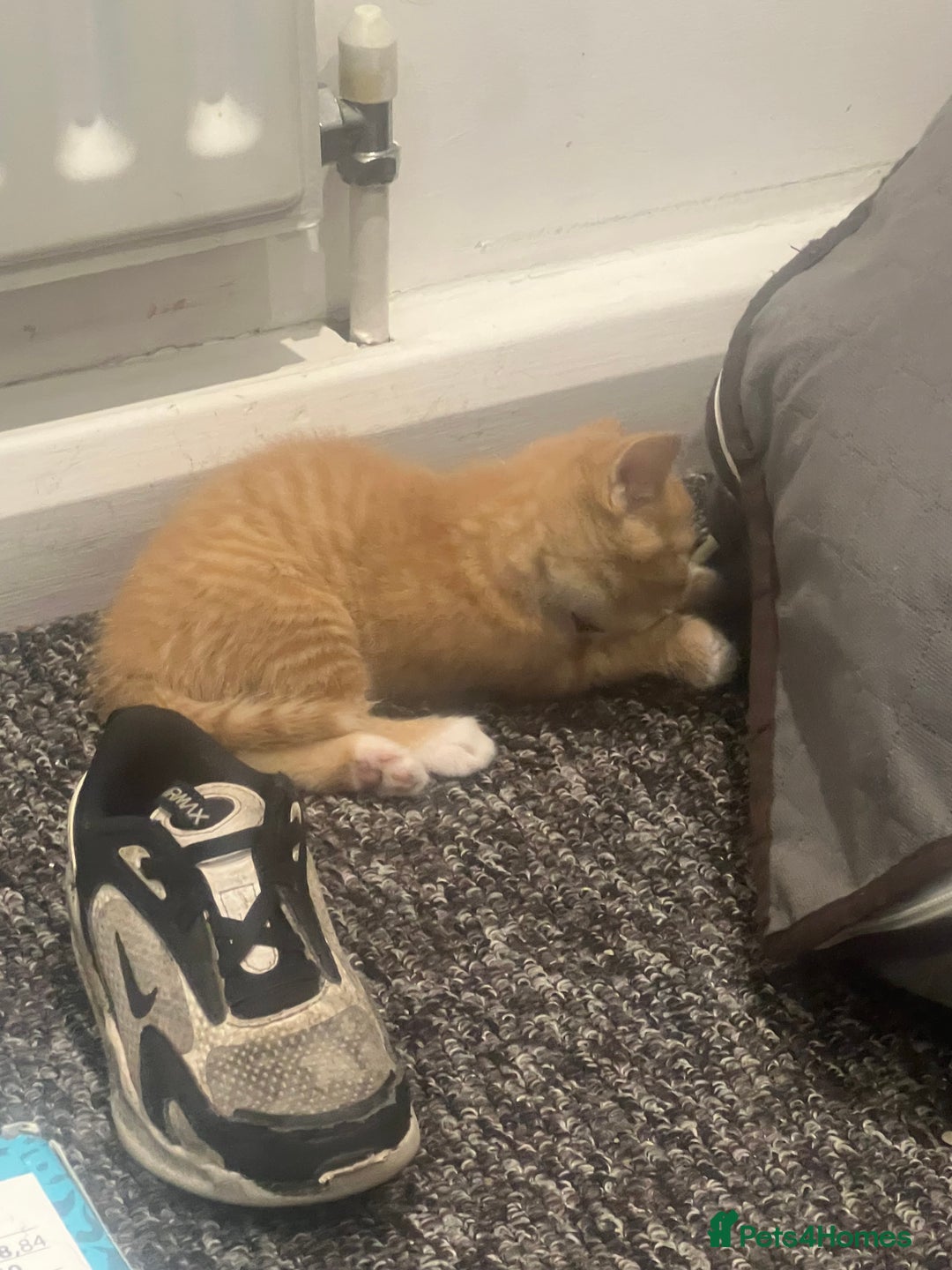 Mixed Breed cats for sale: Sweet ginger girls  - Image 6