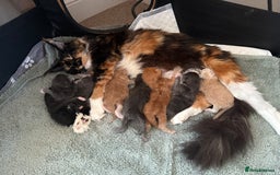 Maine Coon cats for sale: 🐾TICA registered Maine Coon Kittens🐾 - Image 18