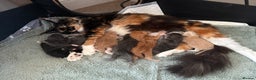Maine Coon cats for sale: 🐾 last Maine Coon Boy Still Available 🐾 - Advert 8