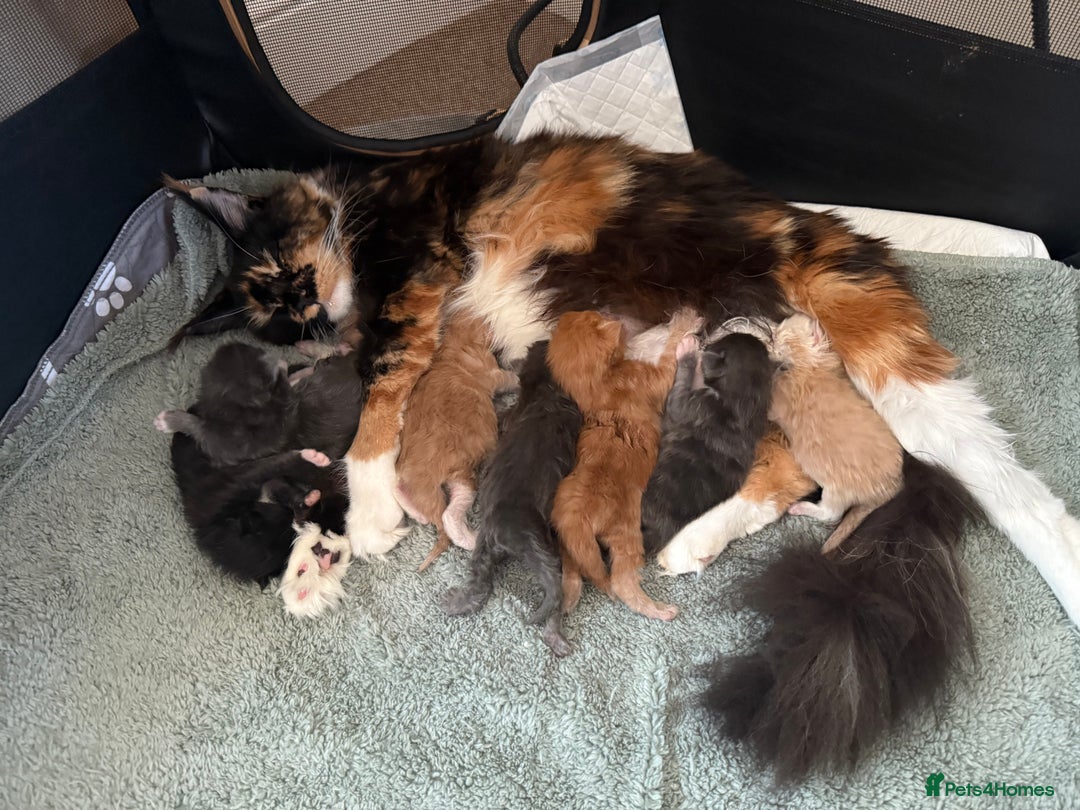 Maine Coon cats for sale: 🐾TICA registered Maine Coon Kittens🐾 - Image 18