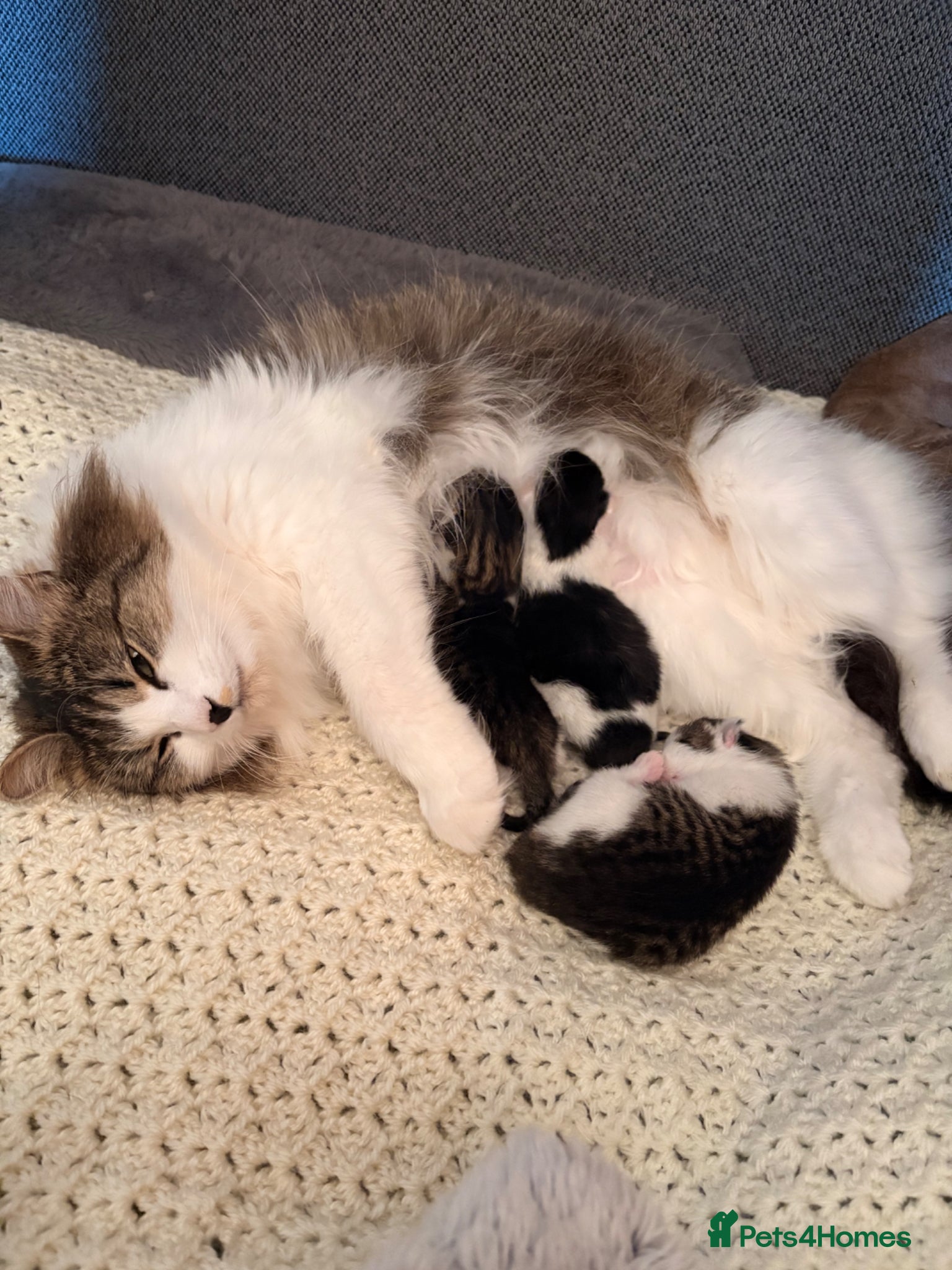 Mixed Breed cats for sale: Gorgeous kittens  in Nantwich - Advert 4