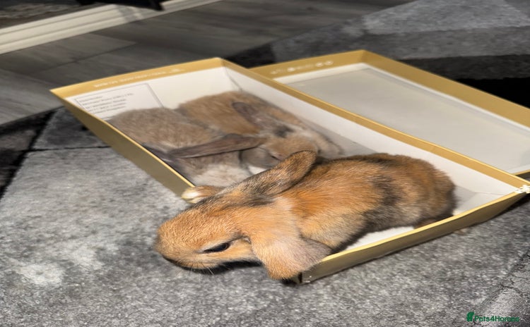 Dwarf Lop rabbits - Advert 1