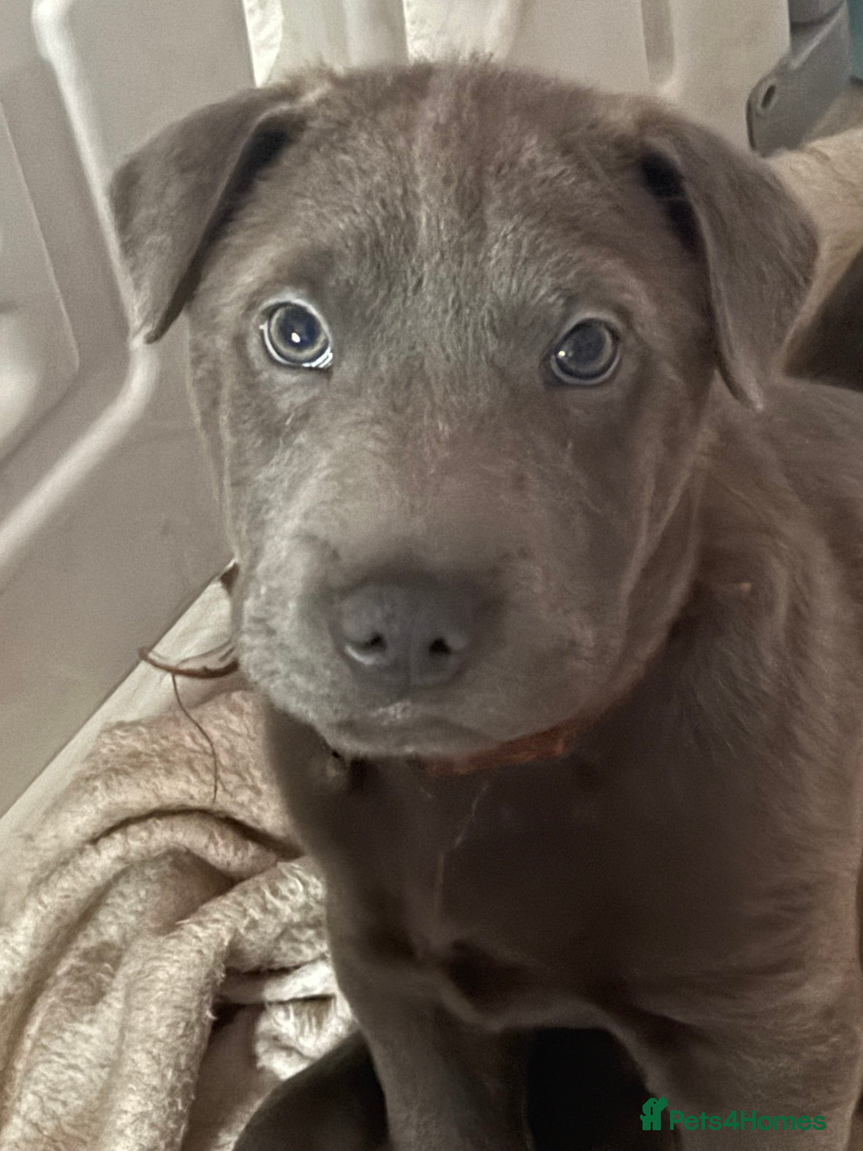 Mixed Breed dogs 💙💙 1 BEAUTIFUL BLUE BOY left💙💙 - Advert 6