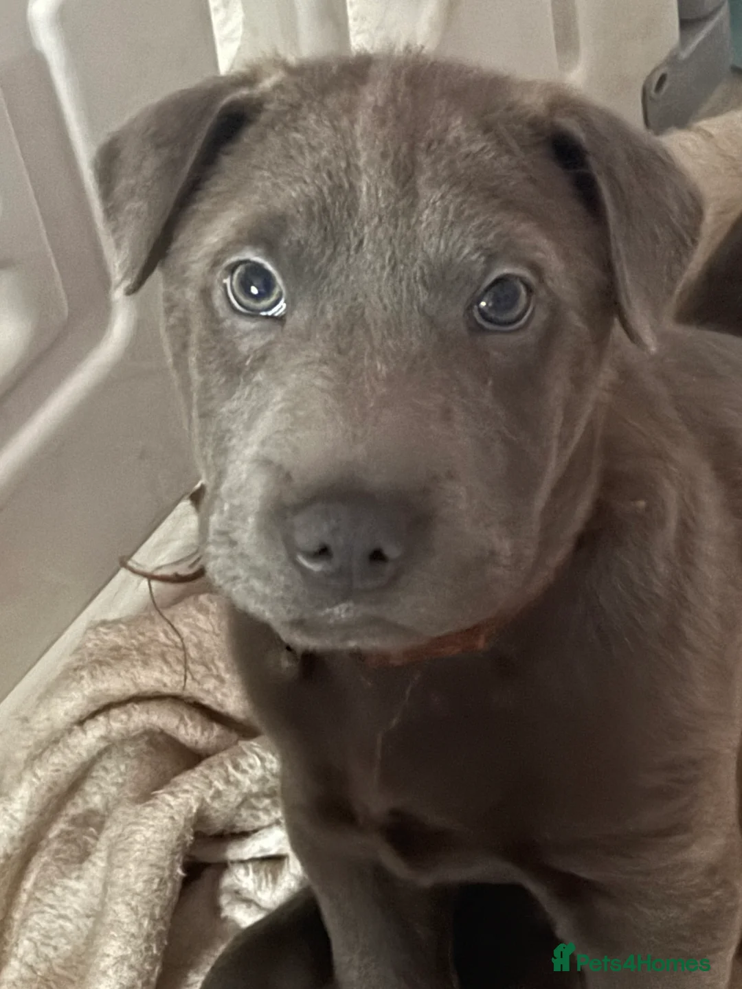 Mixed Breed dogs for sale: 💙💙 1 BEAUTIFUL BLUE BOY left💙💙 - Advert 1