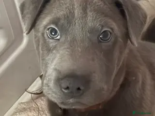 Mixed Breed dogs 💙💙 1 BEAUTIFUL BLUE BOY left💙💙 - Advert 6