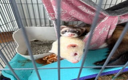 Ferret rodents for sale: 2 Male Ferrets with Full cage set up   - Image 1