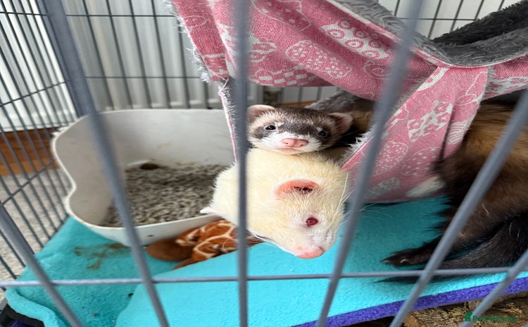 Ferret rodents - Advert 1