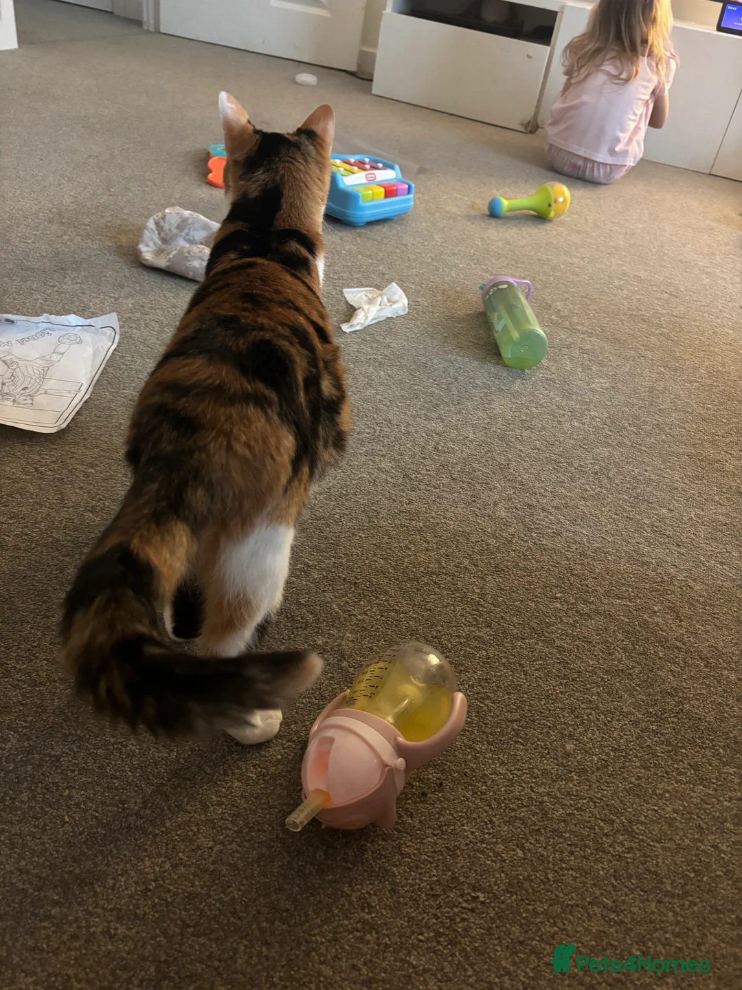 Mixed Breed cats for sale: Kittens for sale  - Advert 3