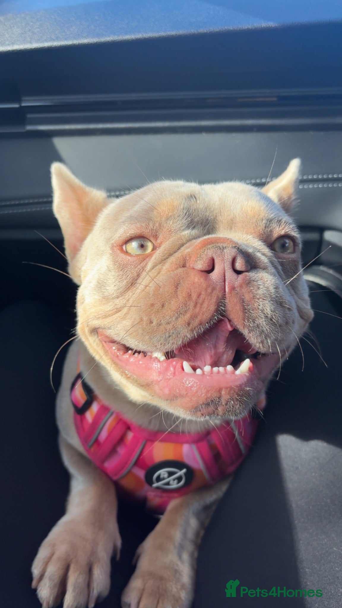 French Bulldog dogs Beautiful frenchie in need for a loving home  - Advert 1