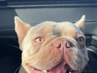 French Bulldog dogs Beautiful frenchie in need for a loving home - Advert 18