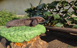 Mini Lop rabbits for sale: Pure bred Mini Lop Bunnies - Image 17