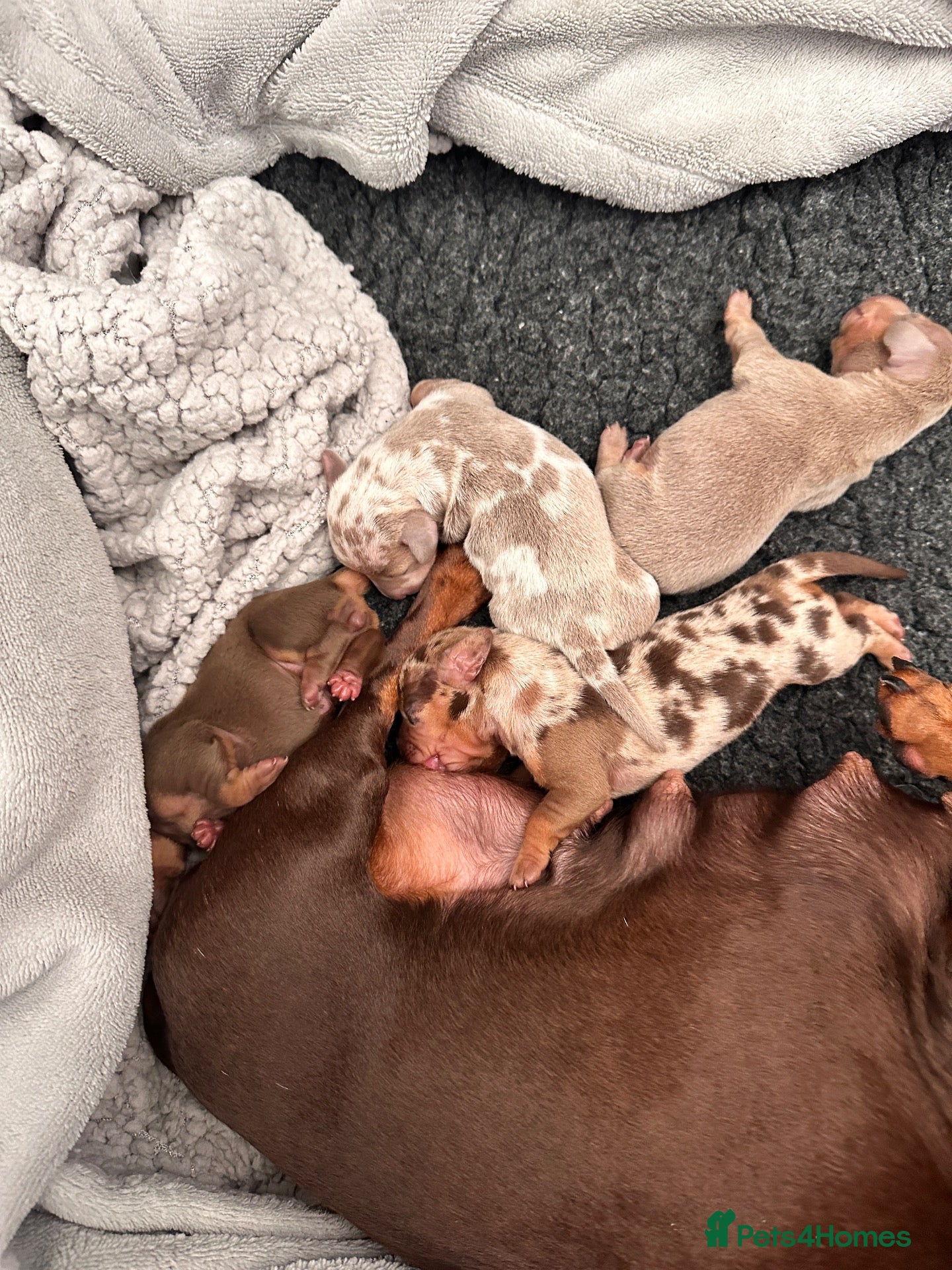 Miniature Dachshund dogs 🐾ready now exceptional KC reg PRA clear 🐾 - Advert 2