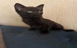 Domestic Shorthair cats for sale: Shorthair Kittens - Image 3