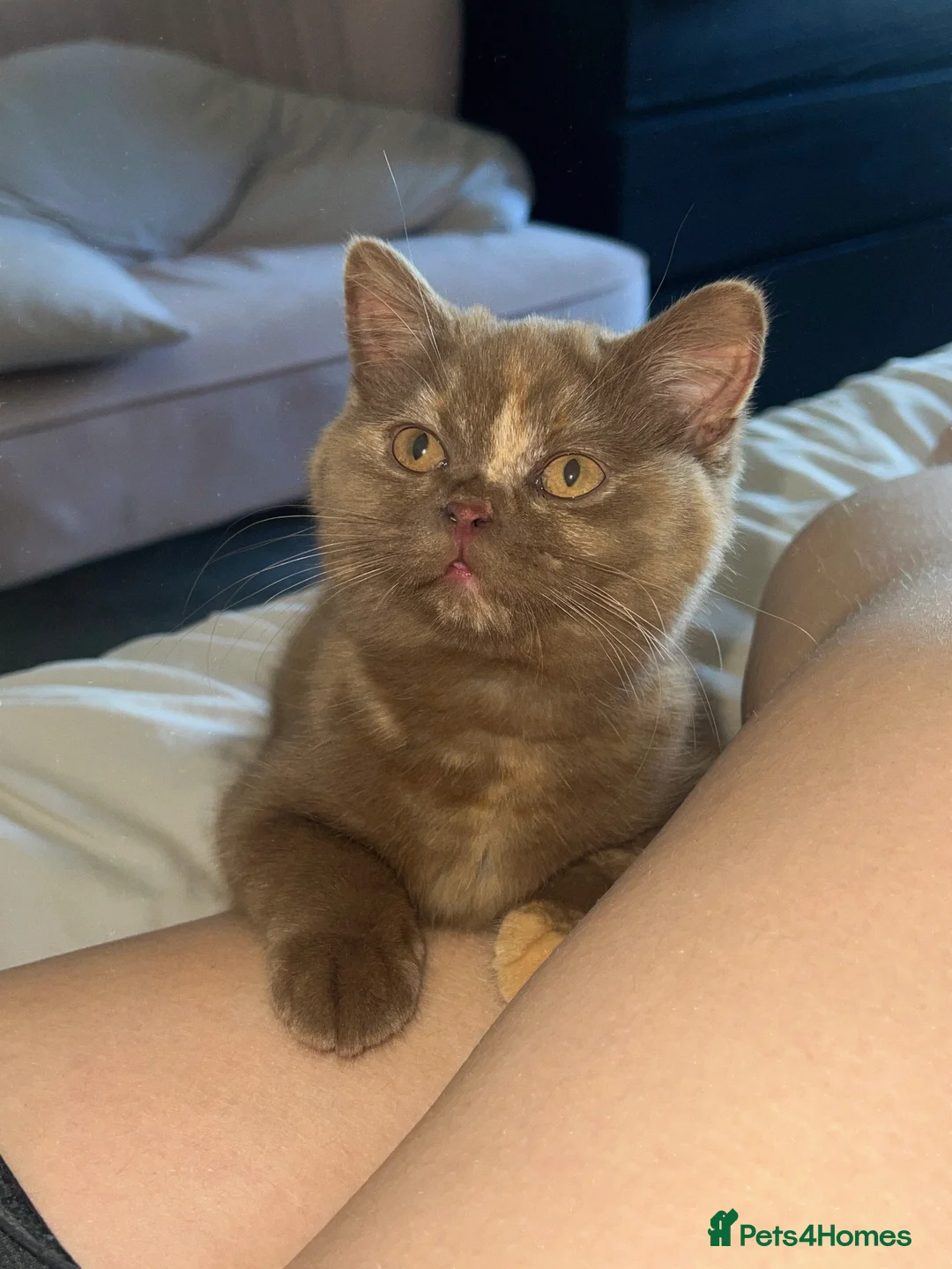 British Shorthair cats for sale: Cinnamon tortie British long hair female - Advert 15