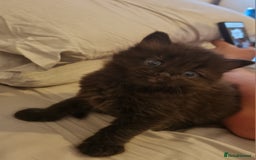 British Shorthair cats for sale: Sale kittens  - Image 15