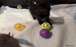 Mixed Breed cats for sale: Mixed Breed Kittens 🐈‍⬛ 🐾  - Image 9