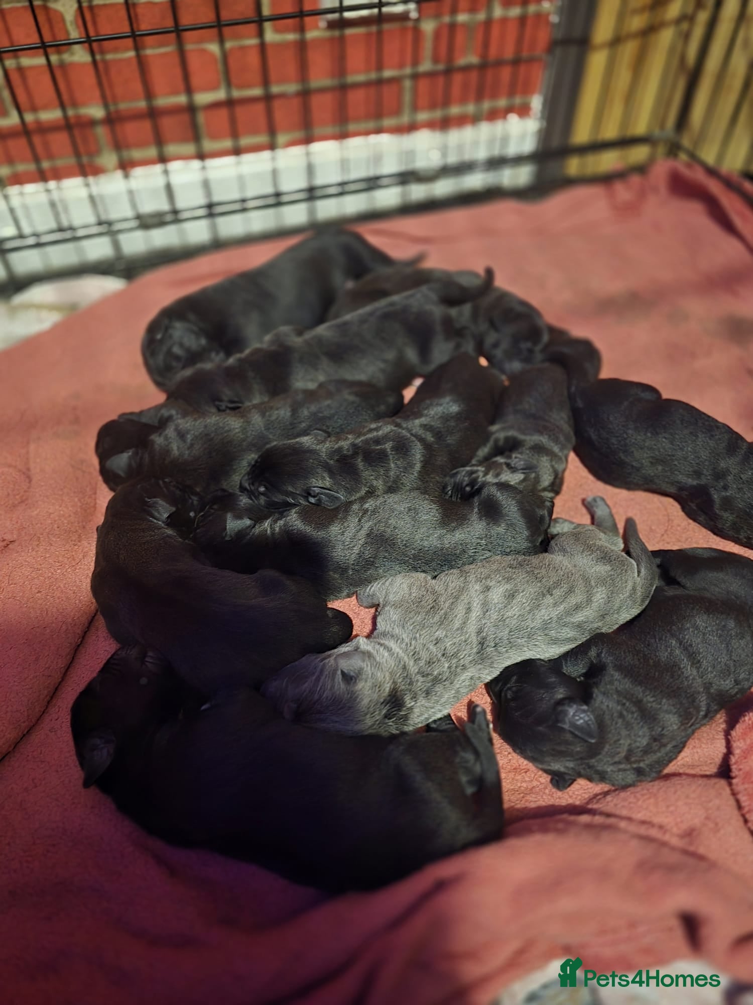 Cane Corso dogs Cane corso puppies for sale - Advert 15
