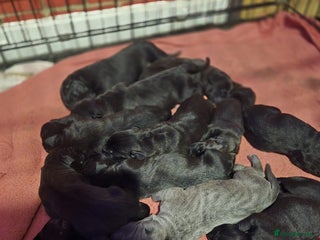 Cane Corso dogs for sale: Cane corso puppies for sale - Advert 1