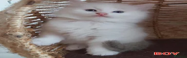 Ragdoll 2