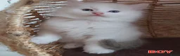 Ragdoll cats for sale: RAGDOLLS BICOLOUR GIRL BOY BLUE EYES  - Advert 14