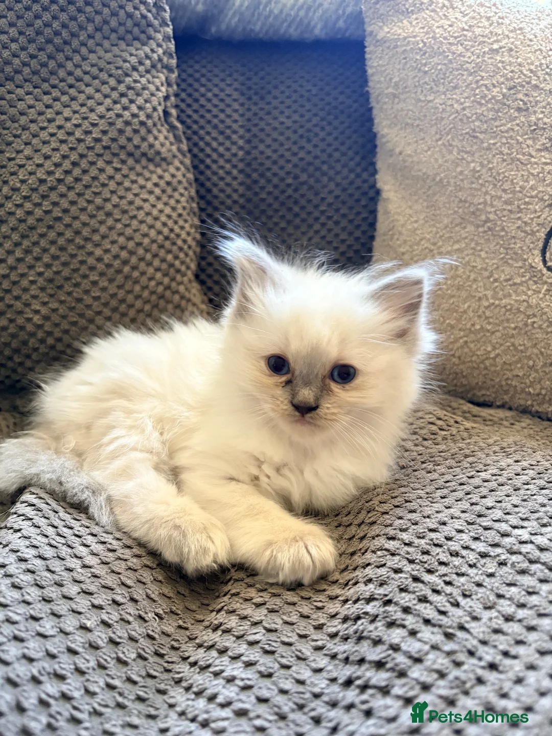 Ragdoll cats for sale: Ragdoll kittens  - Advert 2