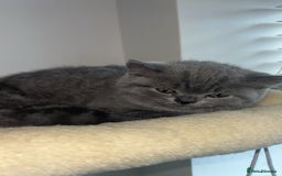 British Shorthair cats for sale: Beautiful BSH Kittens - Ready to leave ASAP - Image 25