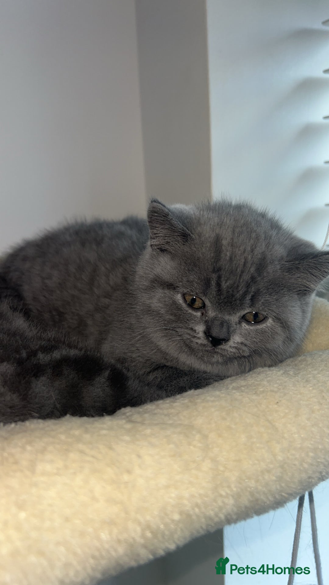 British Shorthair cats for sale: Beautiful BSH Kittens - Ready to leave ASAP - Image 25