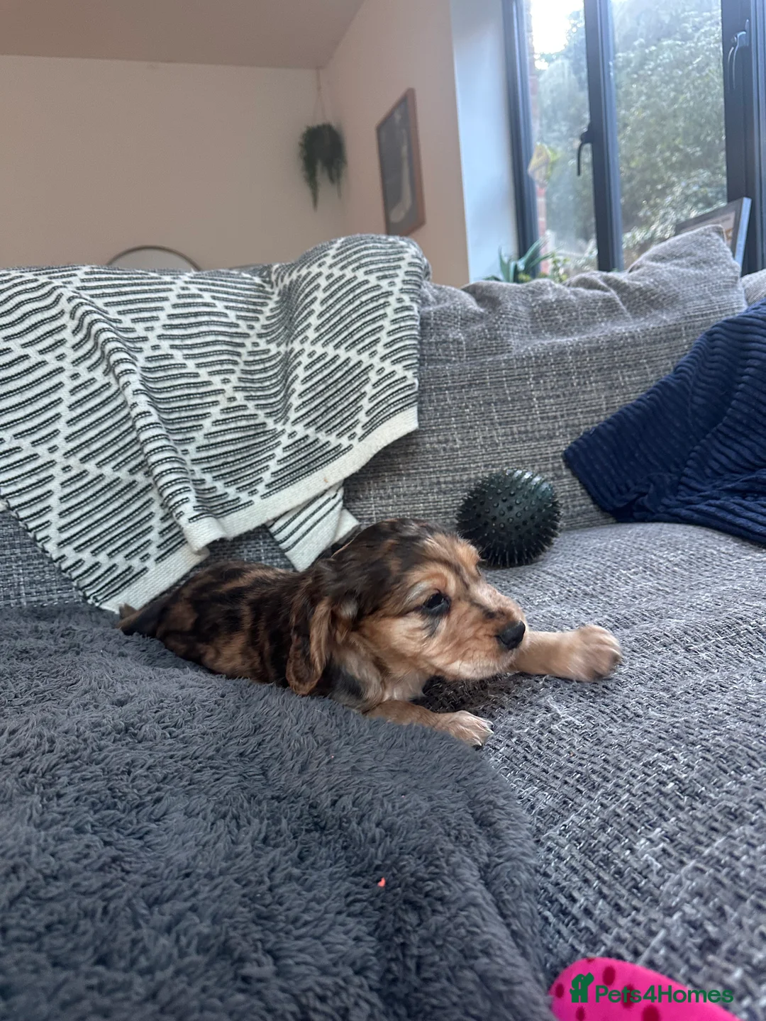 Cocker Spaniel dogs for sale: Working cocker spaniels - Advert 8