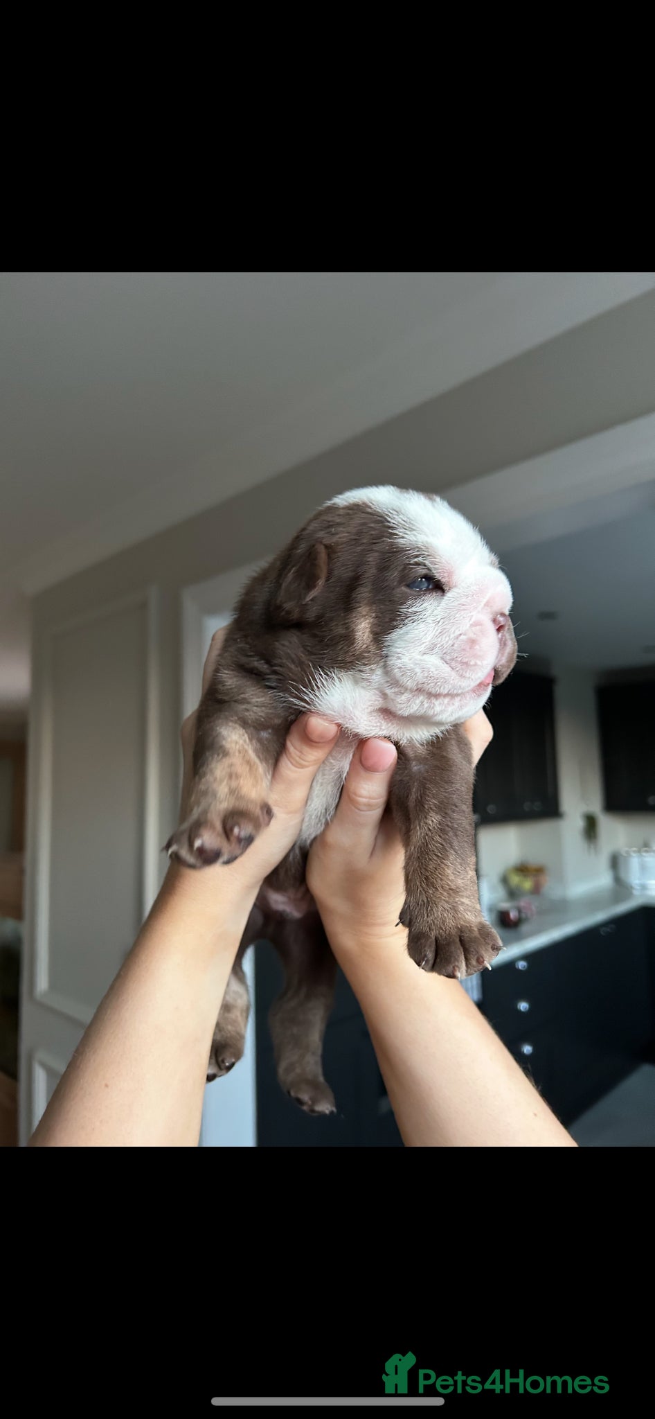 English Bulldog dogs for sale: Beautiful little of 3 English bulldogs  in Consett - Advert 12