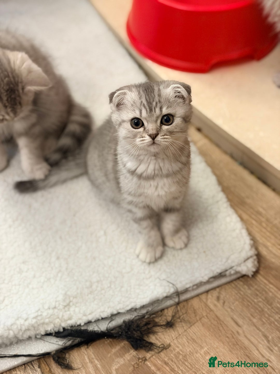 Scottish Fold cats for sale: Scottish fold kittens for sale! - Advert 31