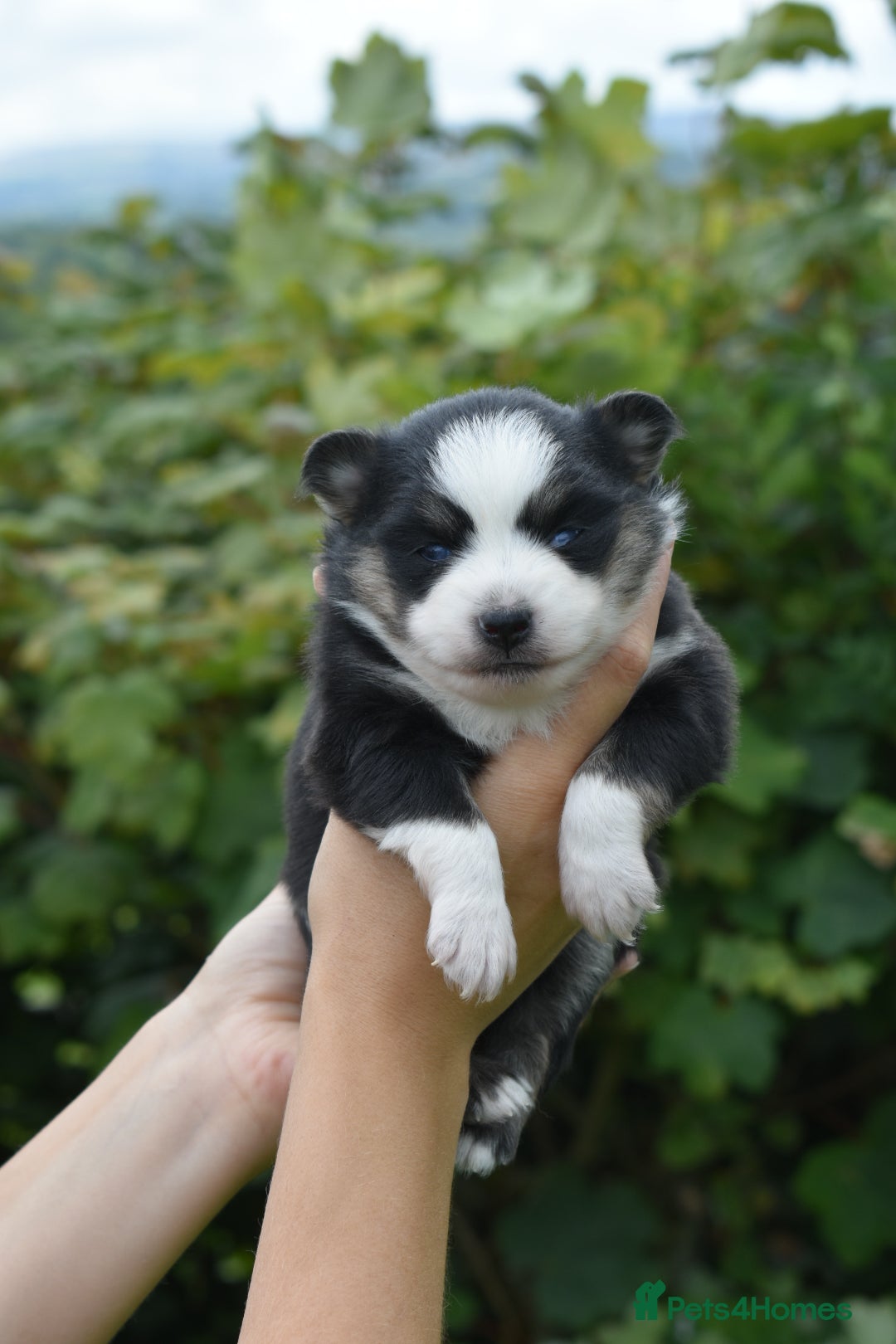 Pomsky dogs for sale: Merle Genuine Toy Size  Pomsky Puppies - Image 21