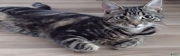 Bengal cats for sale: Zeus Jr and Kathleen  - Advert 10