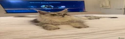 Maine Coon cats for sale: Male Maine Coon in Blyth - Advert 2
