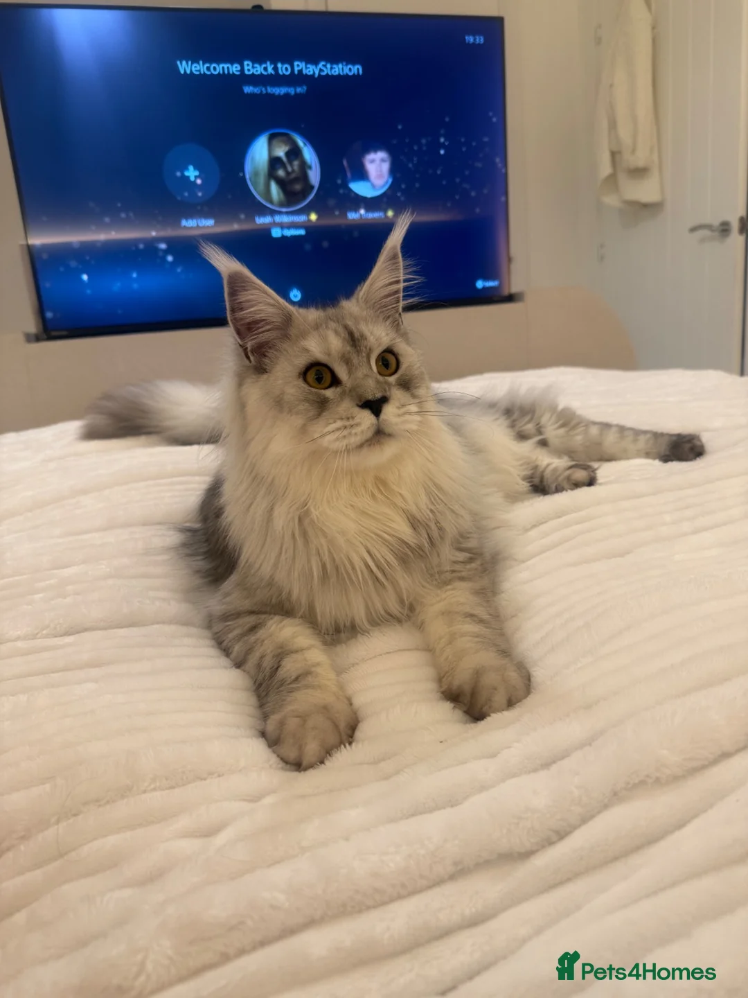 Maine Coon cats for sale: Male Maine Coon in Blyth - Advert 2