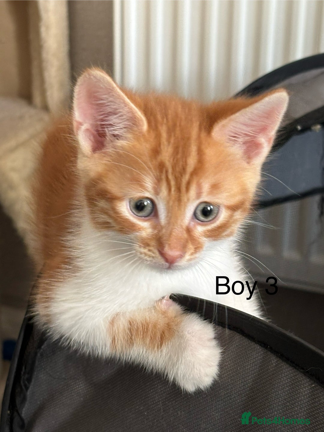 Mixed Breed cats for sale: 4 Gorgeous little boys  - Image 31