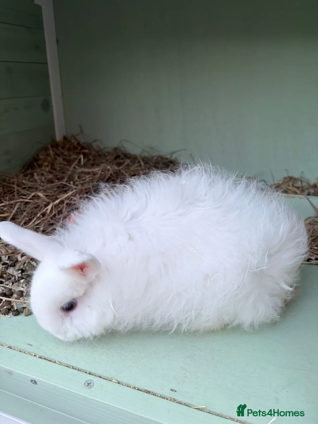 Lionhead rabbits for sale: Female white baby bunny  - Advert 2