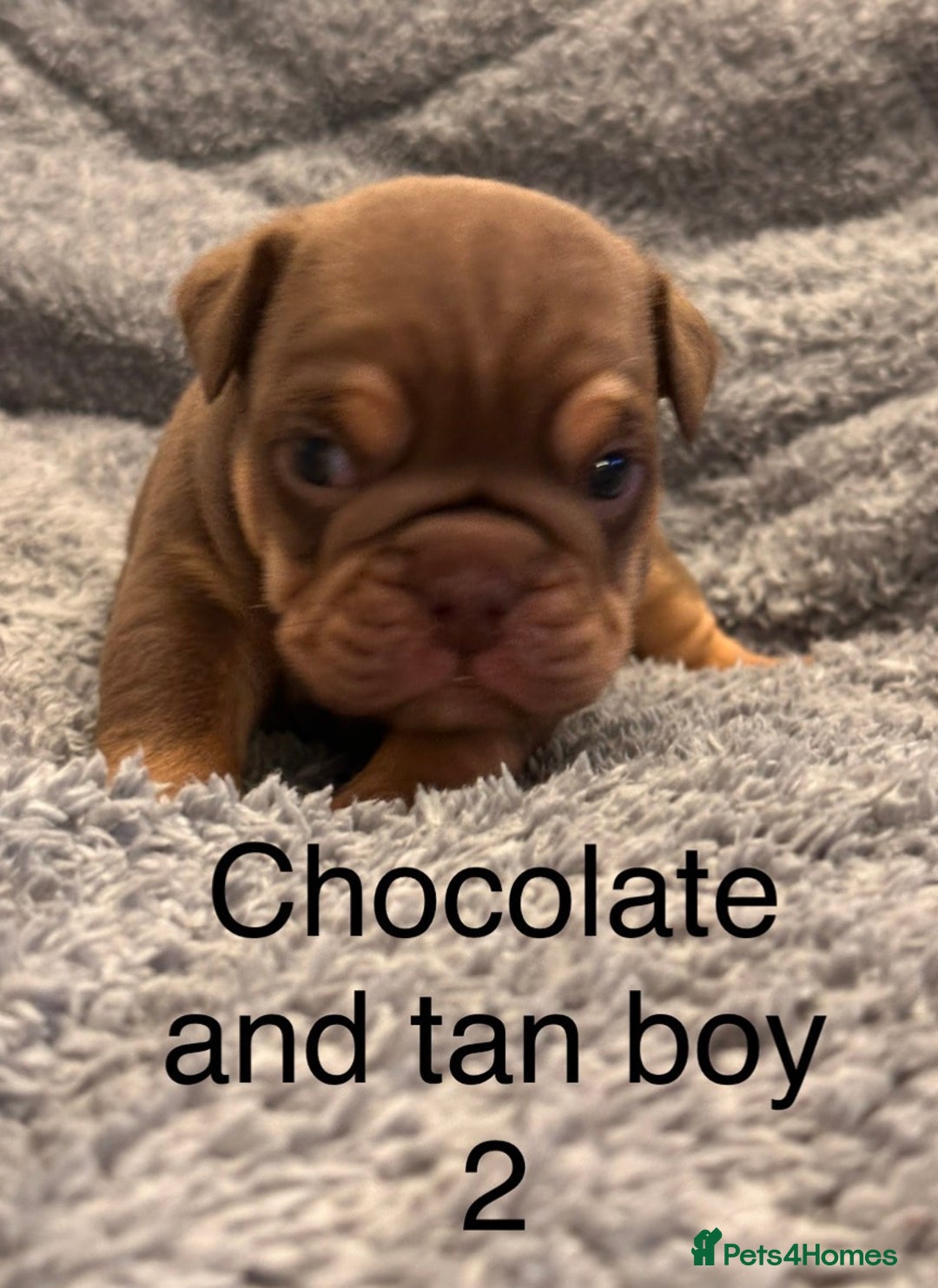English Bulldog dogs for sale: QUALITY 5* ENGLISH BULLDOG PUPPIES - Advert 14