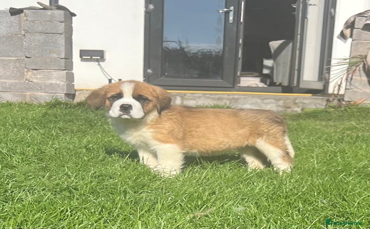 Saint Bernard dogs - Advert 1