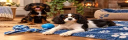 Cavalier King Charles Spaniel dogs for sale: Beautiful litter of cavalier pups ready now 💕 - Advert 9