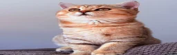 British Shorthair cats for sale: Ready Now /GCCF Golden BSH Kittens  - Advert 7