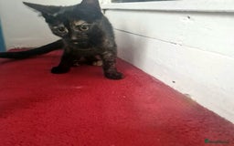 Mixed Breed cats for sale: Mixed Breed Kitten 4 - Somali female kitten for sale - Image 18