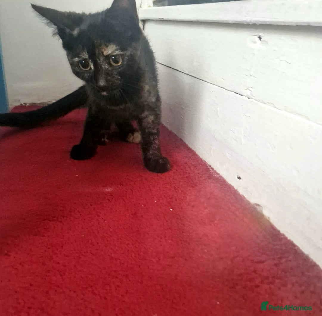 Mixed Breed cats for sale: Mixed Breed Kitten 4 - Somali female kitten for sale - Image 18