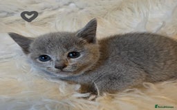 Russian Blue cats for sale: GCCF, CHAMPION SIRED RUSSIAN BLUE KITTENS - Advert 4