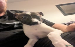 Mixed Breed dogs for sale: Akita x lurcher  - Advert 11