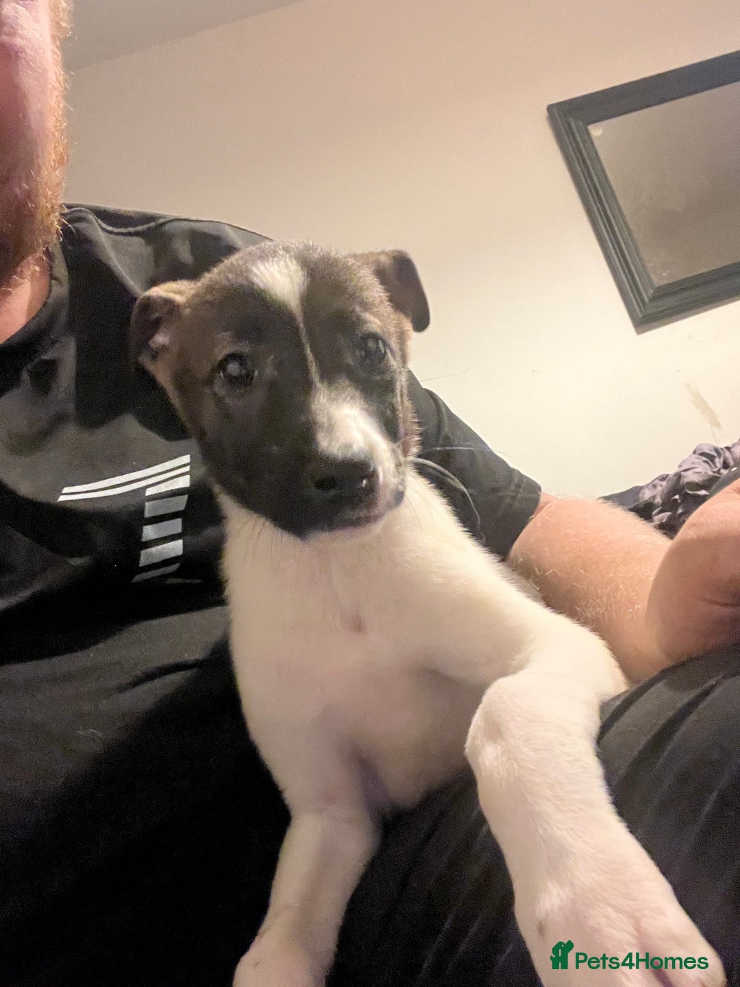 Mixed Breed dogs for sale: Akita x lurcher  - Advert 11