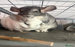 Chinchilla rodents for sale: 3 Chinchillas (family) - Image 15