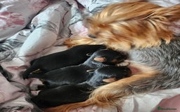 Yorkshire Terrier dogs for sale: Yorkshire terrier (miniature) - Image 13