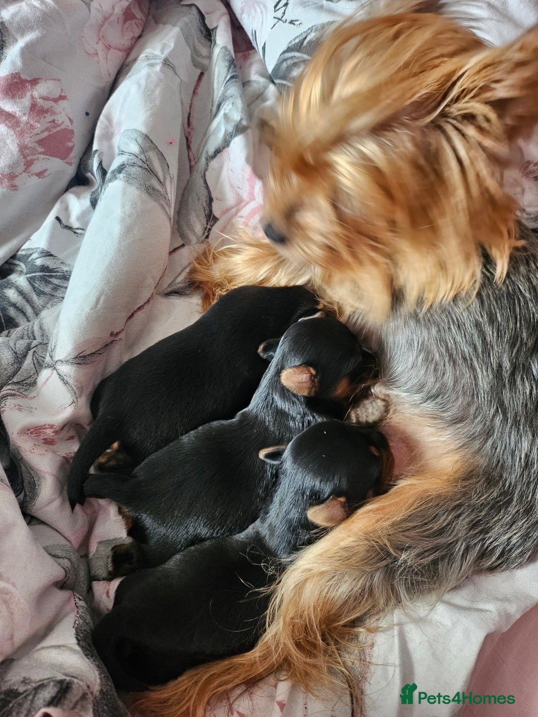 Yorkshire Terrier dogs for sale: Yorkshire terrier (miniature) - Image 13