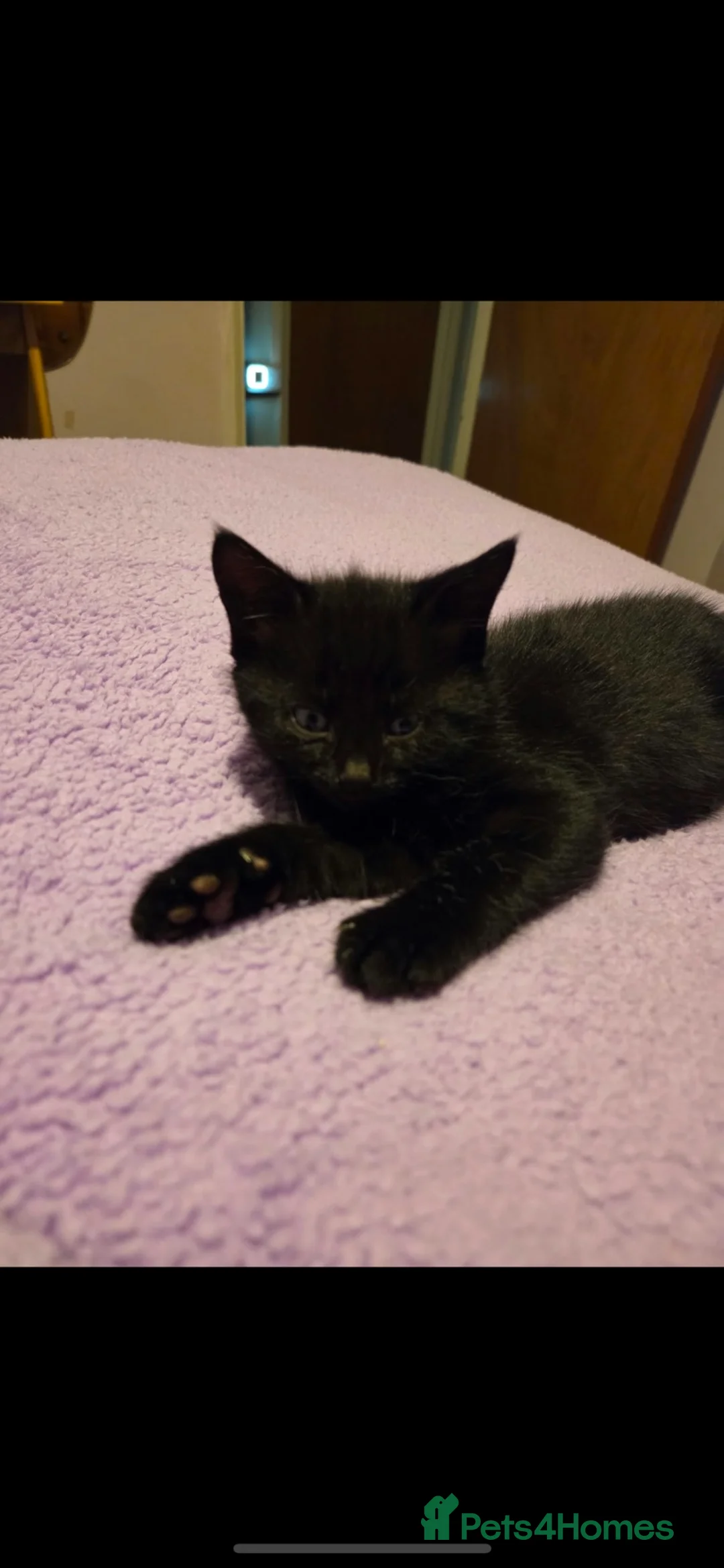 British Shorthair cats for sale: 3 black kittens for sale in Lewes - Advert 2