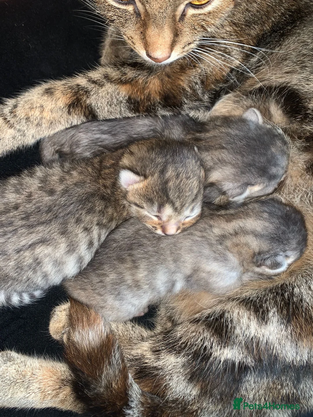 Mixed Breed cats for sale: Beautiful grey and ginger kittens in London - Advert 1